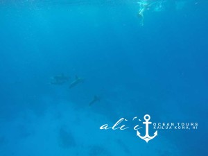 Dolphin Experience and Reef Snorkel