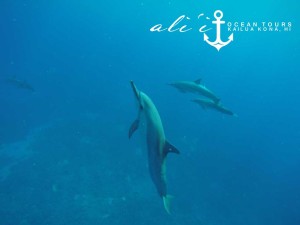 Dolphin Experience and Reef Snorkel