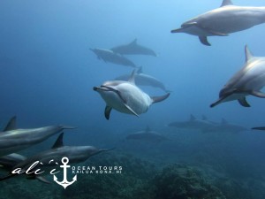 Dolphin Experience and Reef Snorkel - Ali'i Ocean Tours