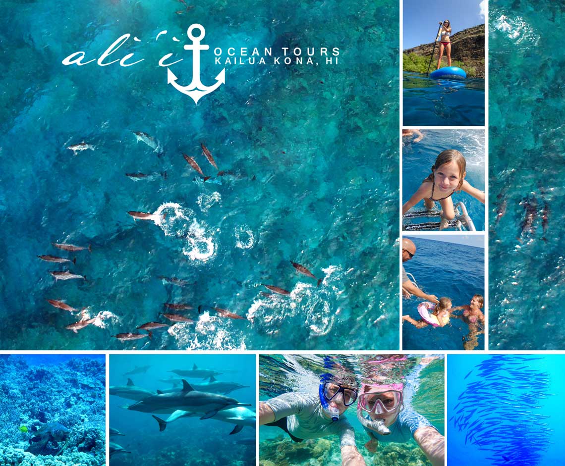 dolphin-arial-collage