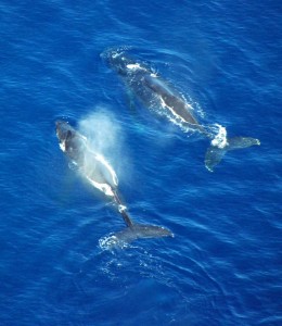 Whale Watch - Alii Ocean Tours