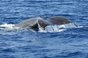 Whale Watching Tours - Alii Ocean Tours