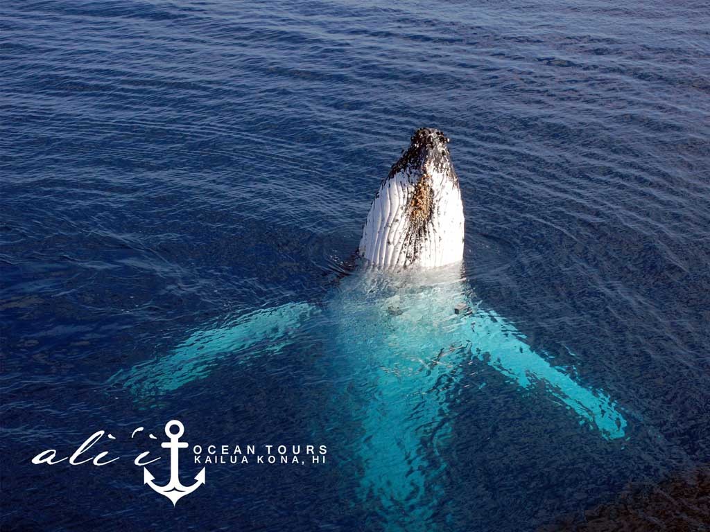 Ali'i Ocean Tours Whale Watching
