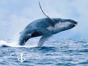 Ali'i Ocean Tours Whale Watching