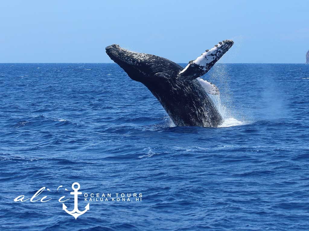 Ali'i Ocean Tours Whale Watching