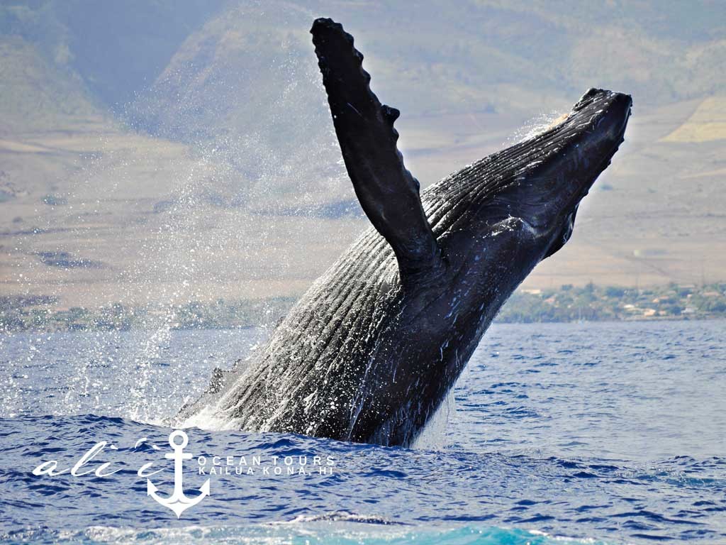 Ali'i Ocean Tours Whale Watching