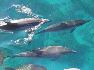 Dolphins off the bow of the Hoku Elima