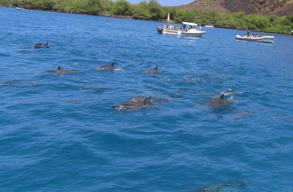 Dolphins at Kealakekua Bay